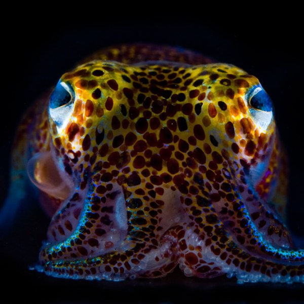 Twinkiling Bobtail Squids