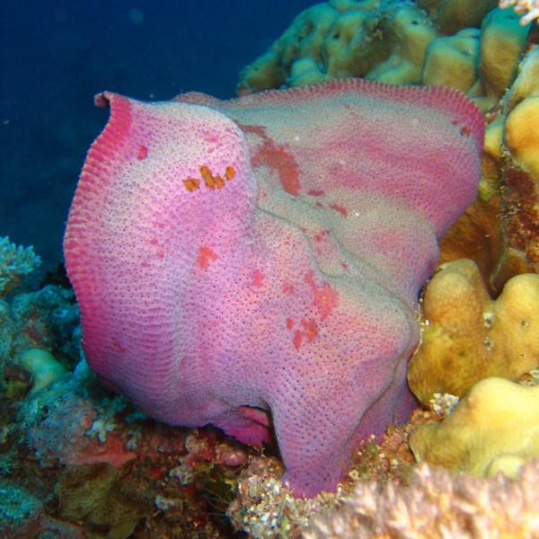 I’m Bio –&nbsp;Active