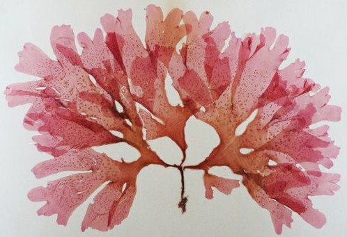 Algal Herbarium