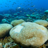 Eastern Pacific Barrier: Exchange Area? (Part&nbsp;1)