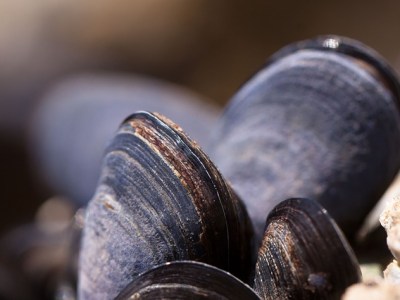 Mediterranean Mussels
