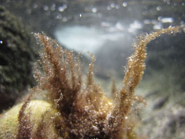 Canaria: Cyanobacteria