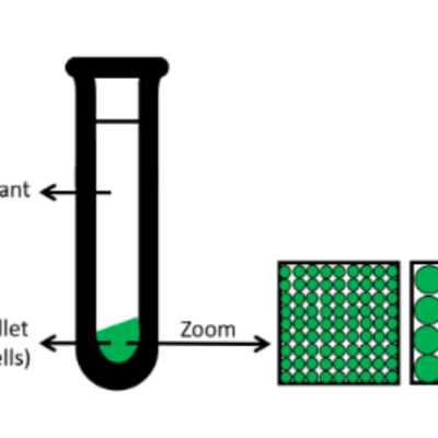 A Salty Problem: Working With Marine&nbsp;Microorganisms